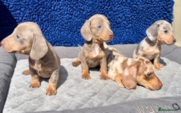 Miniature Dachshund dogs for sale: STUNNING RAINBOW MIX MINI DAXI KC REG PRA CLR - Image 13