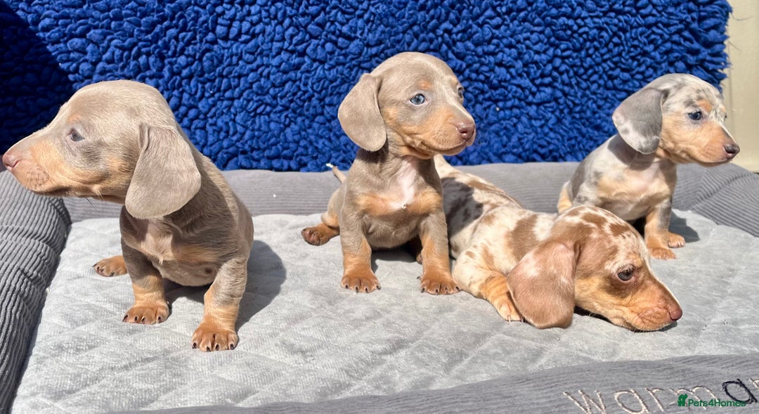 Miniature Dachshund dogs for sale: STUNNING RAINBOW MIX MINI DAXI KC REG PRA CLR - Image 13