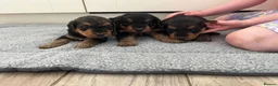 Airedale Terrier dogs for sale: Beautiful Airedale terrier puppies  - Advert 10