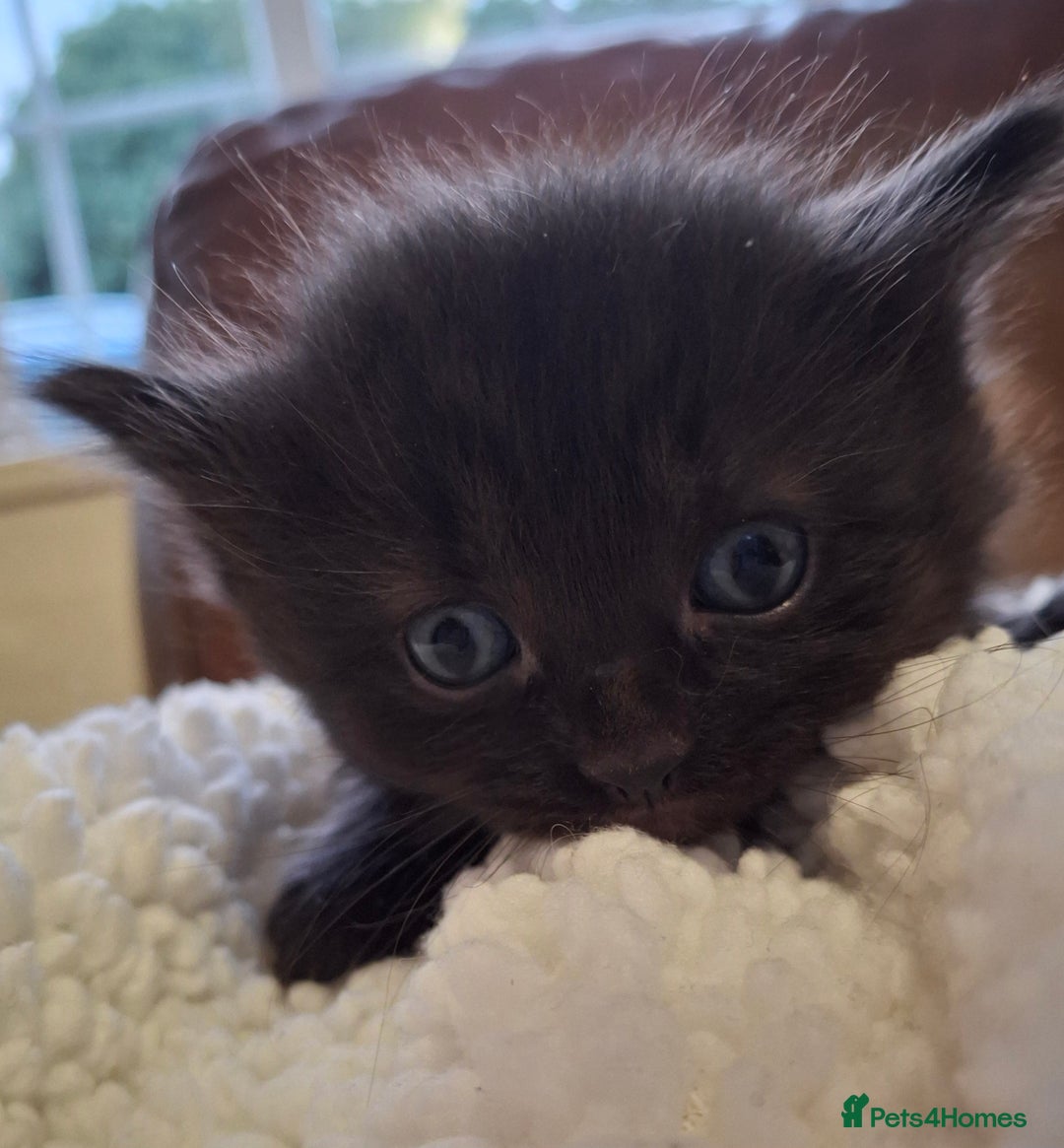 Ragdoll cats for sale: Ragdoll x BSH kittens (individually priced) - Image 18