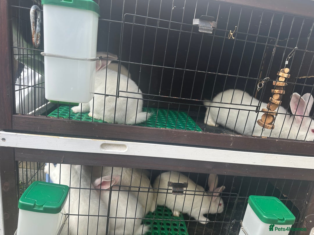 New Zealand rabbits for sale: New Zealand White  - Image 3