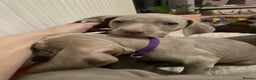 Weimaraner dogs for sale: KC registered Silver puppies - Advert 6