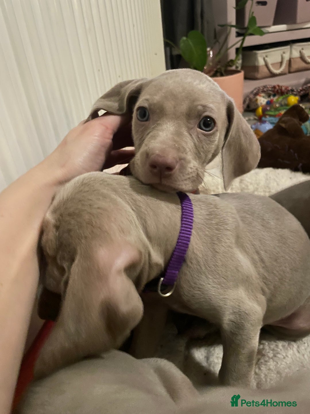 Weimaraner dogs for sale: KC registered Silver puppies - Advert 6