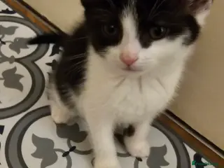 Mixed Breed cats 1 kitten left 😸 - Advert 12