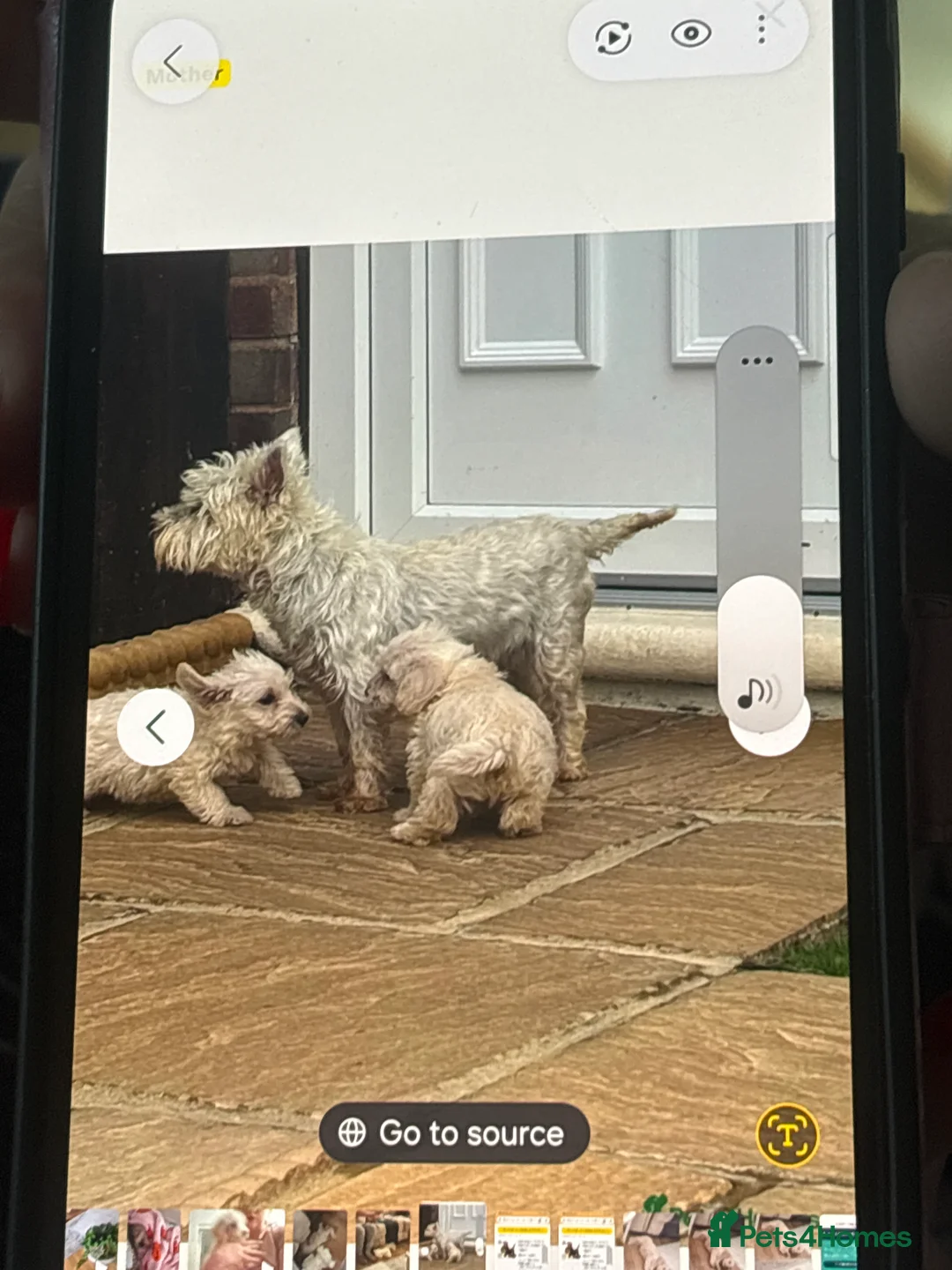 Westiepoo dogs for sale: Beautiful westiepoo boy  in Billingham - Advert 2