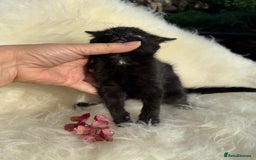 Mixed Breed cats for sale: Beutiful, Kittens Raised to Highest Standard - Image 4