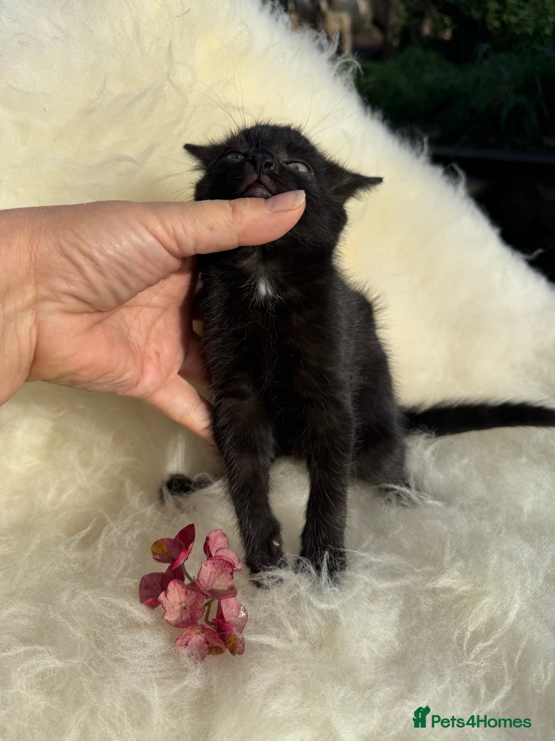 Mixed Breed cats for sale: Beutiful, Kittens Raised to Highest Standard - Image 4