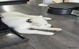 Samoyed dogs for sale: Female KC Registered Samoyed puppy  - Image 2