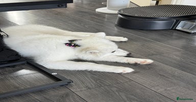 Samoyed dogs - Advert 12