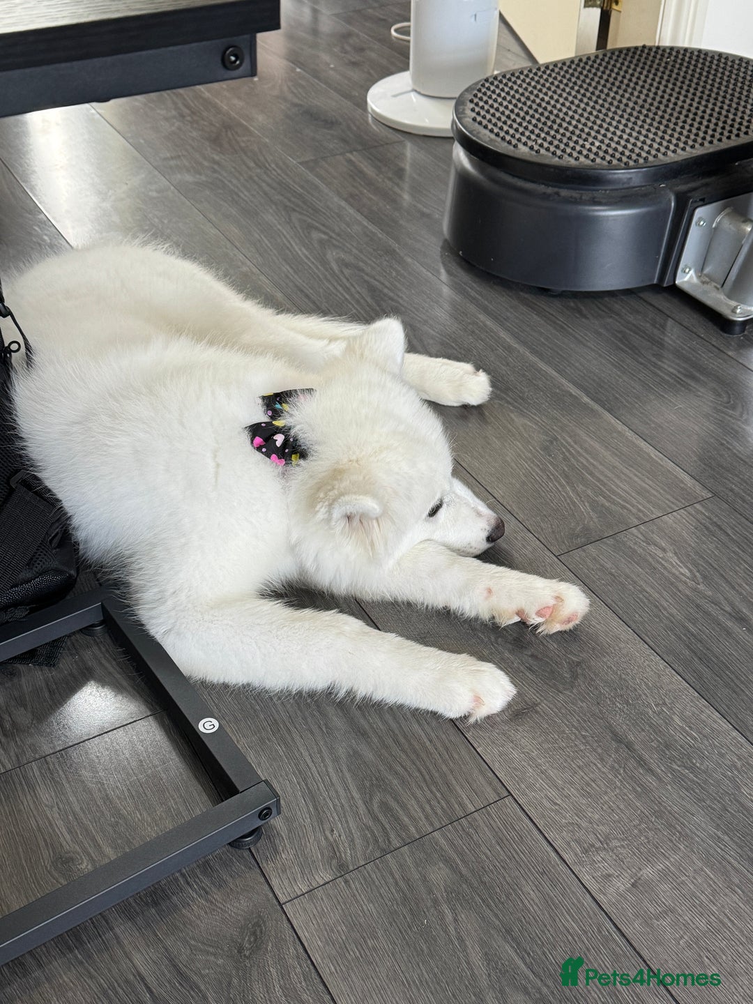 Samoyed dogs for sale: Female KC Registered Samoyed puppy  - Image 2