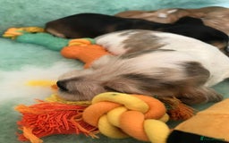Cocker Spaniel dogs for sale: Show Type Health Tested, KC Reg puppies  - Image 3