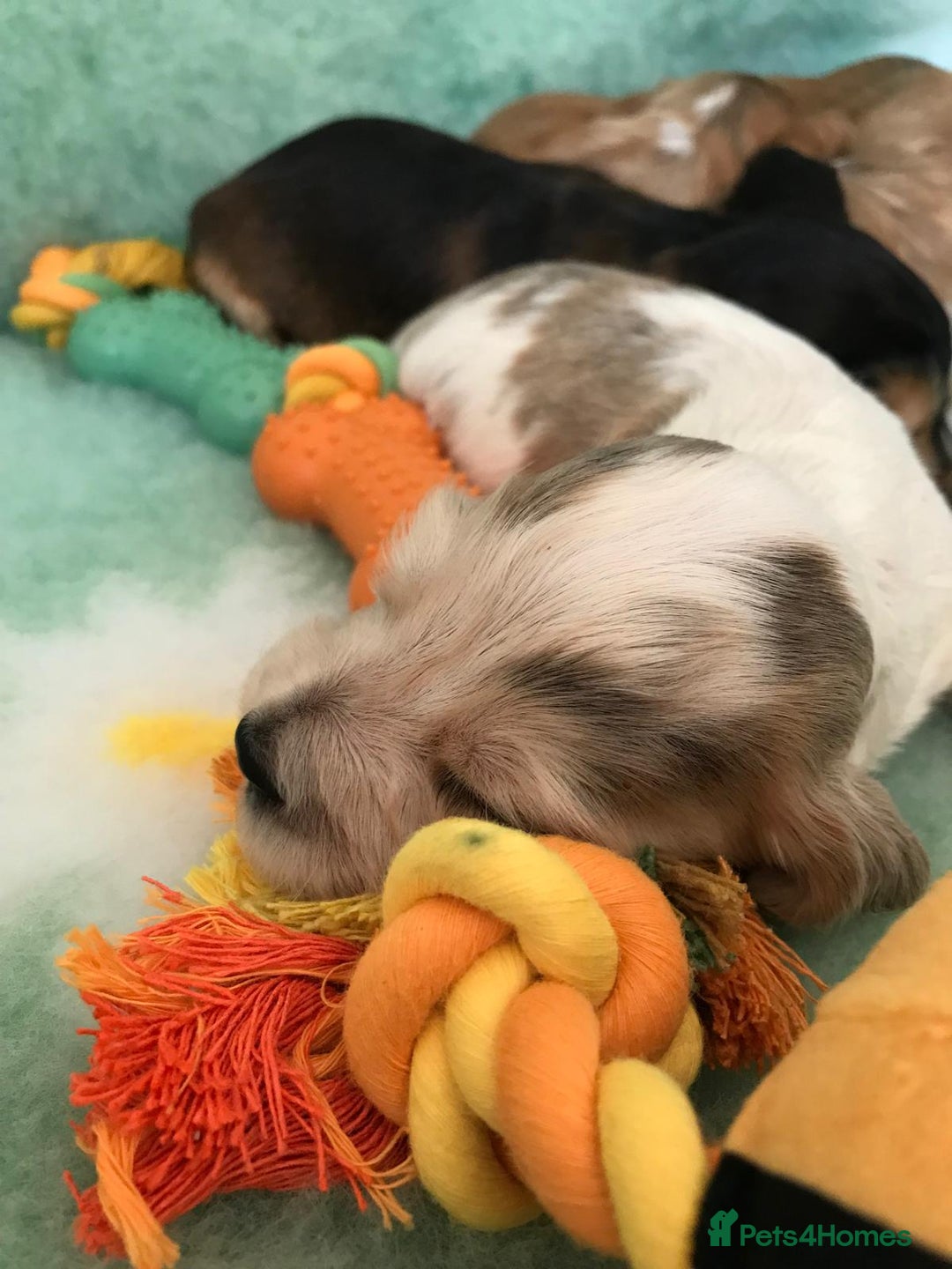 Cocker Spaniel dogs for sale: Show Type Health Tested, KC Reg puppies  - Image 3