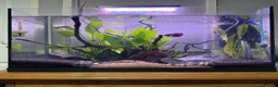 Bettas fish for sale: 105L Fish tank with a second tank - Advert 4
