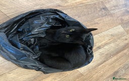 British Shorthair cats for sale: BLACK BRITISH SHORT HAIR CAT (comes with cat food) - Image 13