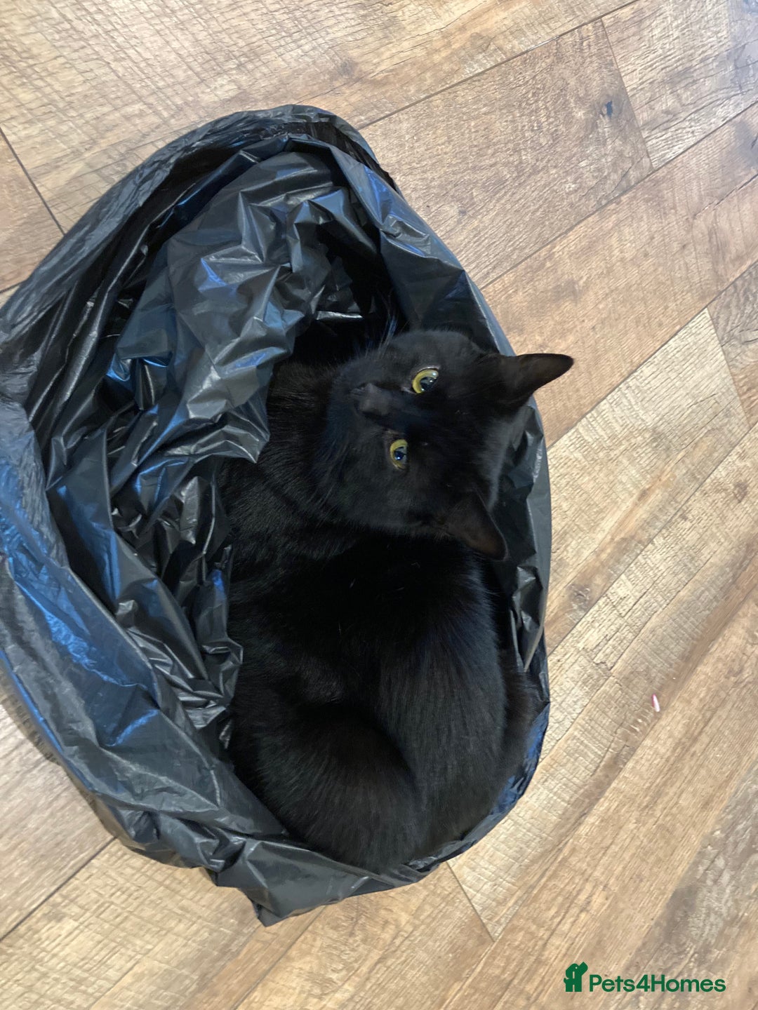 British Shorthair cats for sale: BLACK BRITISH SHORT HAIR CAT (comes with cat food) - Image 13