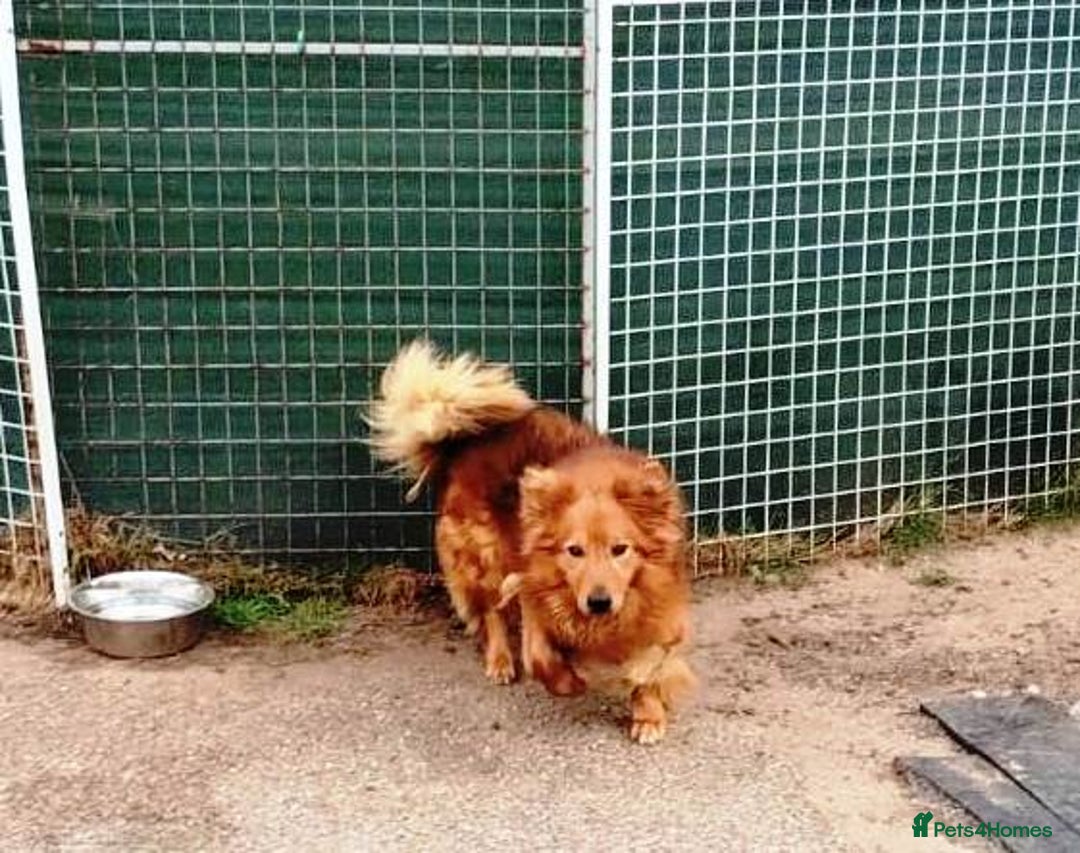 Mixed Breed dogs for adoption: MONTY – an example of Resilience and Devotion - Advert 22