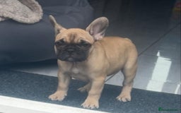 French Bulldog dogs for sale: French bulldog puppy  - Image 21