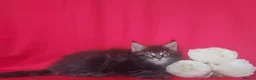 Maine Coon cats for sale: GCCF REGISTERED MAINE COON KITTENS FOR SALE  - Advert 22
