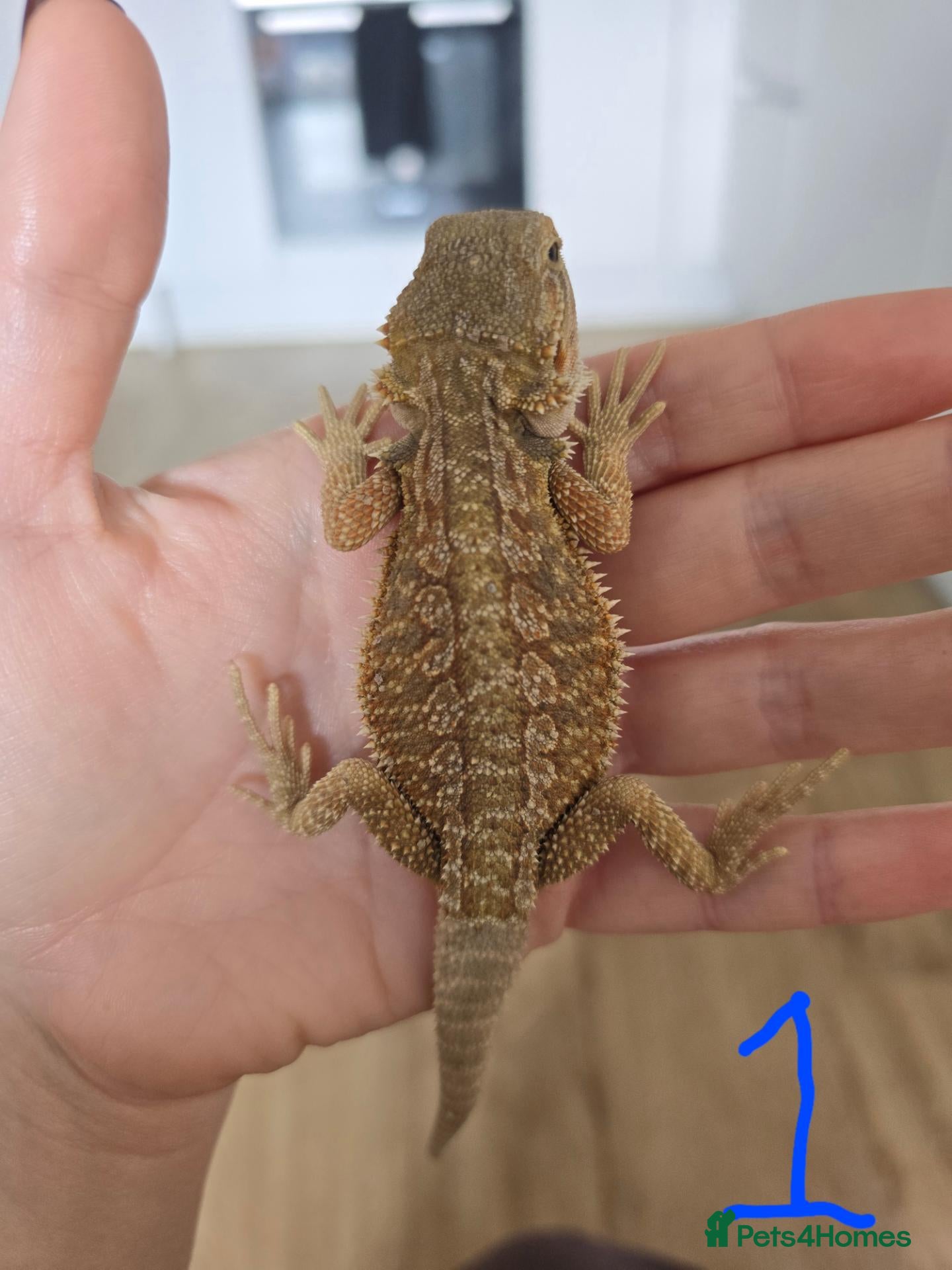 Bearded Dragon reptiles Baby Bearded Dragons - Advert 1