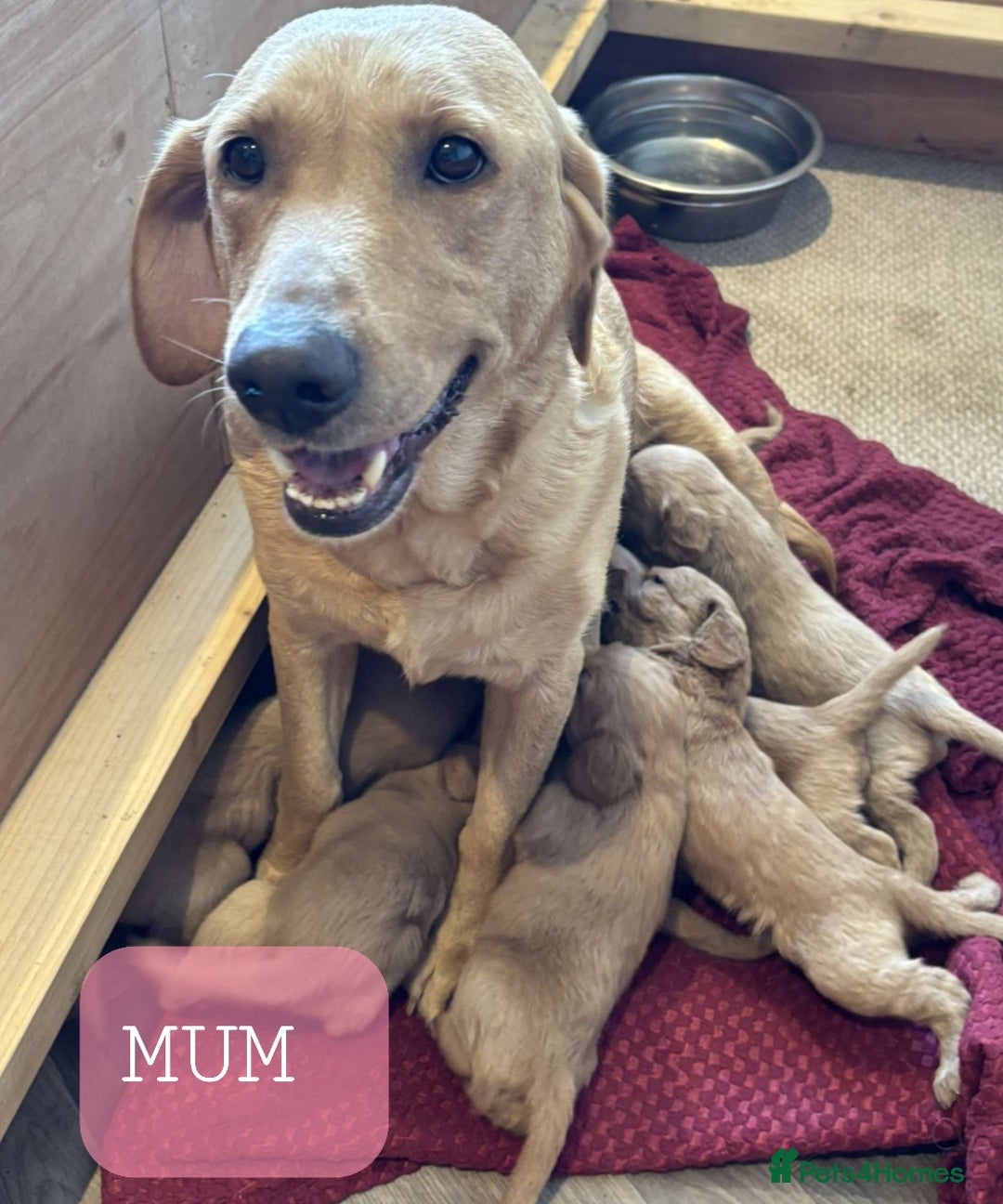 Labradoodle dogs for sale: ONLY 4 GIRLS LEFT F1 miniature labradoodles - Image 13