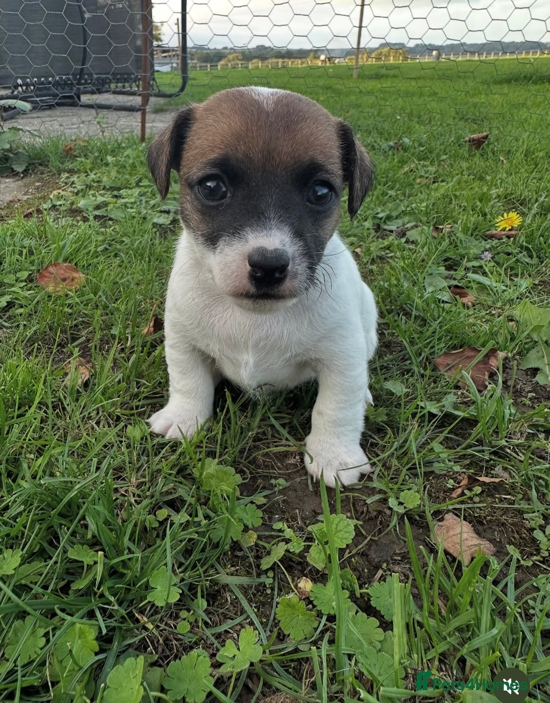 Jack Russell dogs for sale: Very smart Jack Russel puppies ♥️ - Image 5