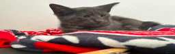 Maine Coon cats for sale: Gorgeous Blue Smoke Maine Coon Cross - Advert 8