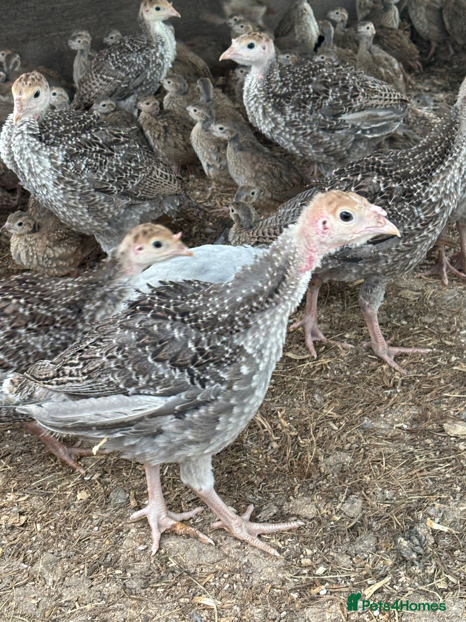 Turkeys poultry for sale: Turkey poults  in Warminster - Advert 4