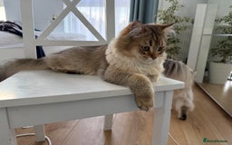 British Longhair cats for sale: British Longair and Shorthair Kittens for sale - Image 19