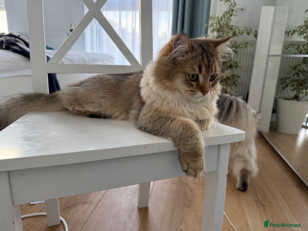 British Longhair cats for sale: British Longair and Shorthair Kittens for sale - Image 19