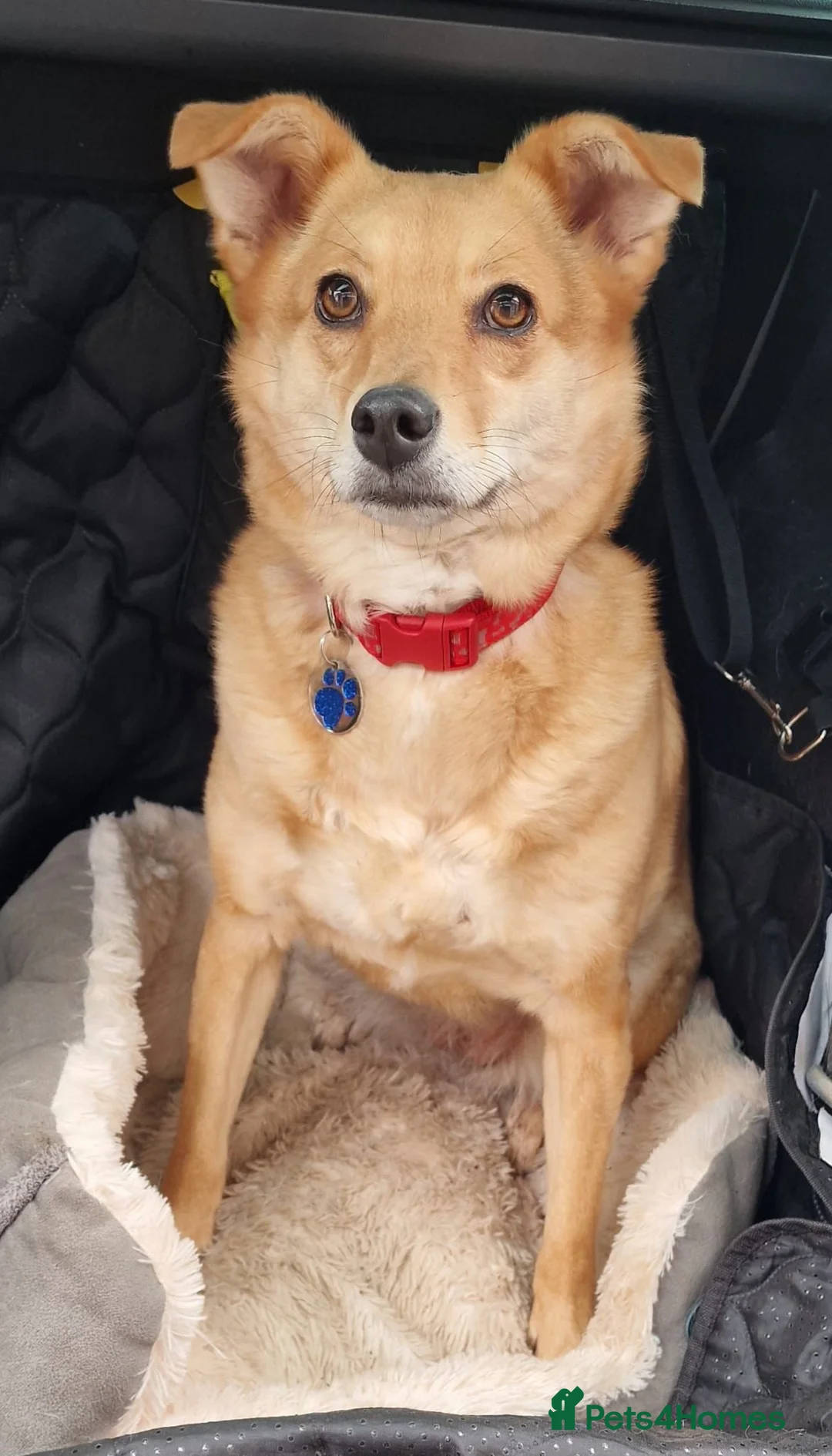 Mixed Breed dogs for adoption: Anne  in Aylesbury - Advert 2