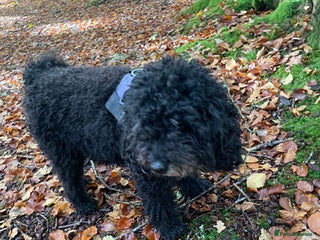 Miniature Poodle dogs in Crieff - Advert 11