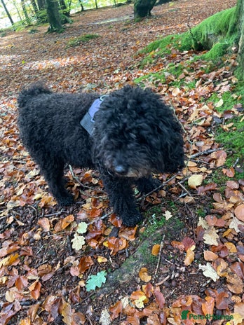 Miniature Poodle dogs in Crieff - Advert 1