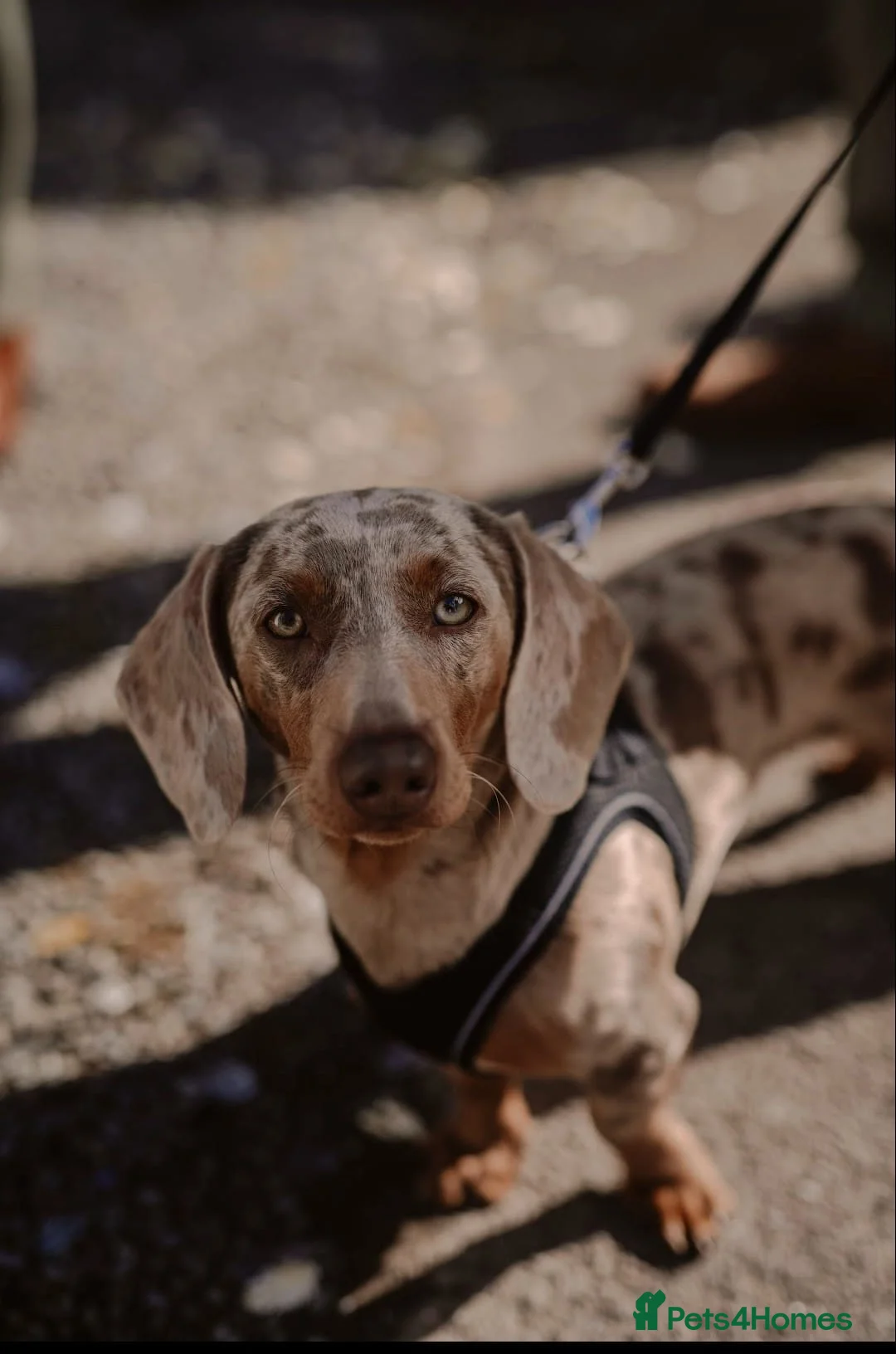 Miniature Dachshund dogs for stud: Miniature dachshund stud  - Advert 1