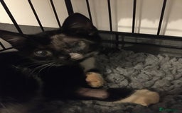 Domestic Shorthair cats for sale: Heart breaking decision  - Image 20