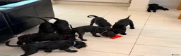 Weimaraner dogs for sale: Adorable Weimadoodle  Puppies - Advert 10