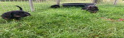 Mixed Breed dogs for sale: Border Terrier x wire haired Dachshund  - Advert 6