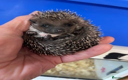 Pygmy Hedgehog rodents for sale: 8 week old baby hoglets ready now- super friendly  - Image 7