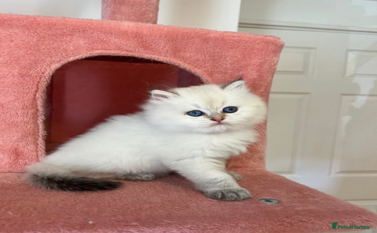British Longhair cats - Advert 2