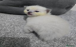Ragdoll cats for sale: 💙 BLUEPOINT RAGDOLL BOY FOR SALE 💙 - Image 34