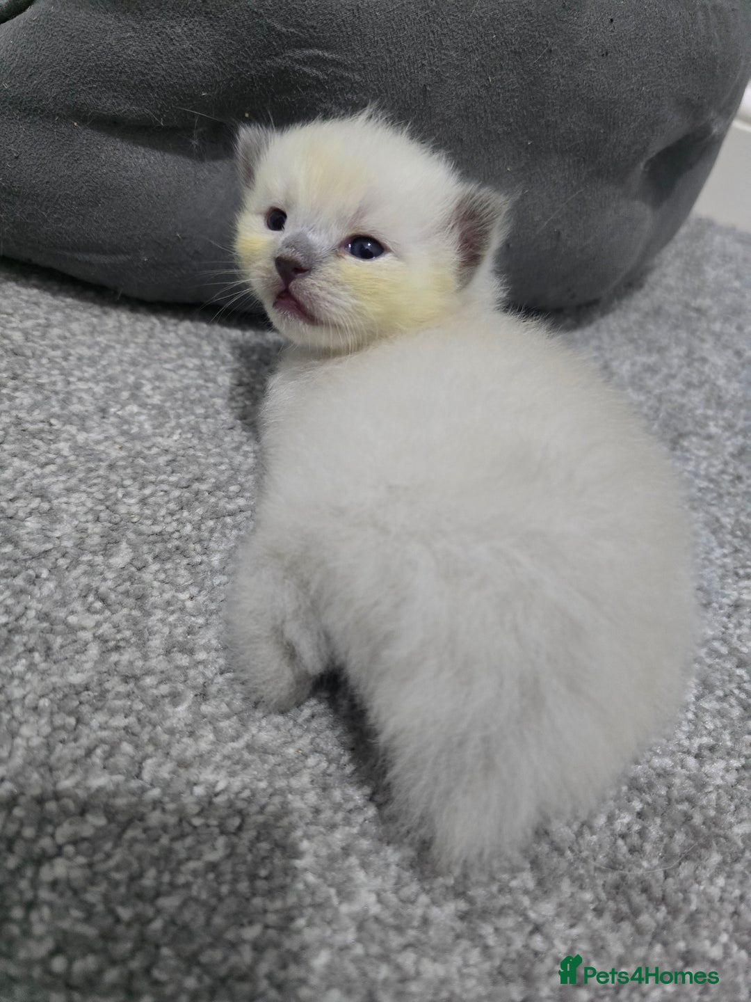 Ragdoll cats for sale: 💙 BLUEPOINT RAGDOLL BOY FOR SALE 💙 - Image 34
