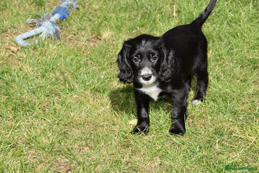 Cocker Spaniel dogs for sale: Kc Reg Working Cocker Spaniels. - Image 8