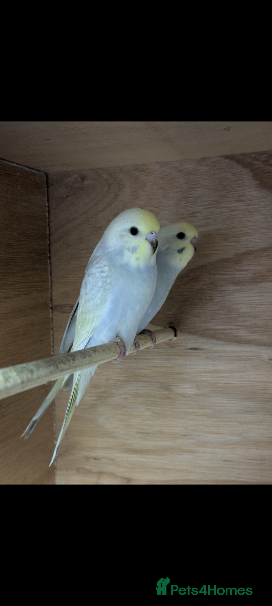 Budgerigars birds Baby Budgies - Advert 1