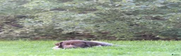 German Shorthaired Pointer dogs for sale: Last two remaining... in York - Advert 12
