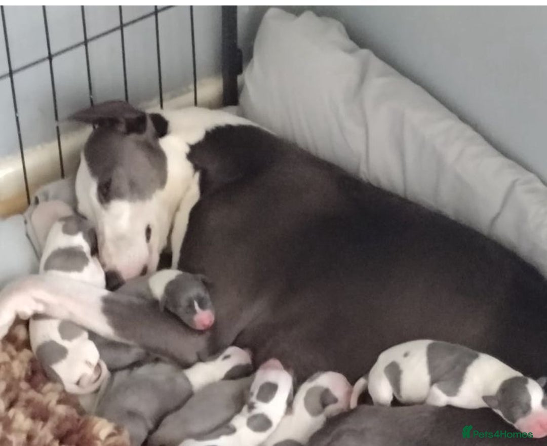 Whippet dogs for sale: kc registered Whippets  - Image 10