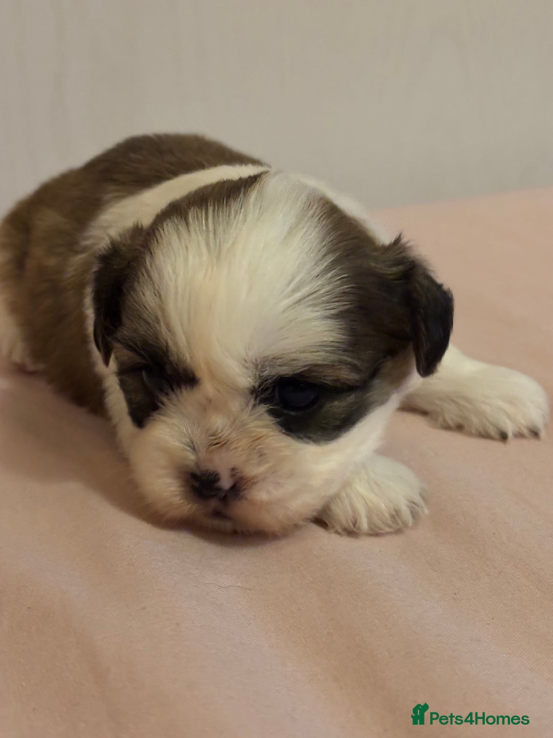 Shih Tzu dogs for sale: Shih Tzu puppies - Advert 8