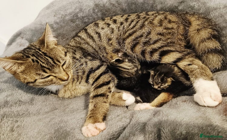 Domestic Shorthair cats - Advert 1