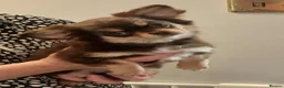 Chihuahua dogs for sale: Kc Reg Chihuahua Chocolate tri puppy - Advert 3