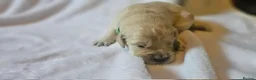 Golden Retriever dogs for sale: KC Registered Show Line Golden Retriever Puppies - Advert 28