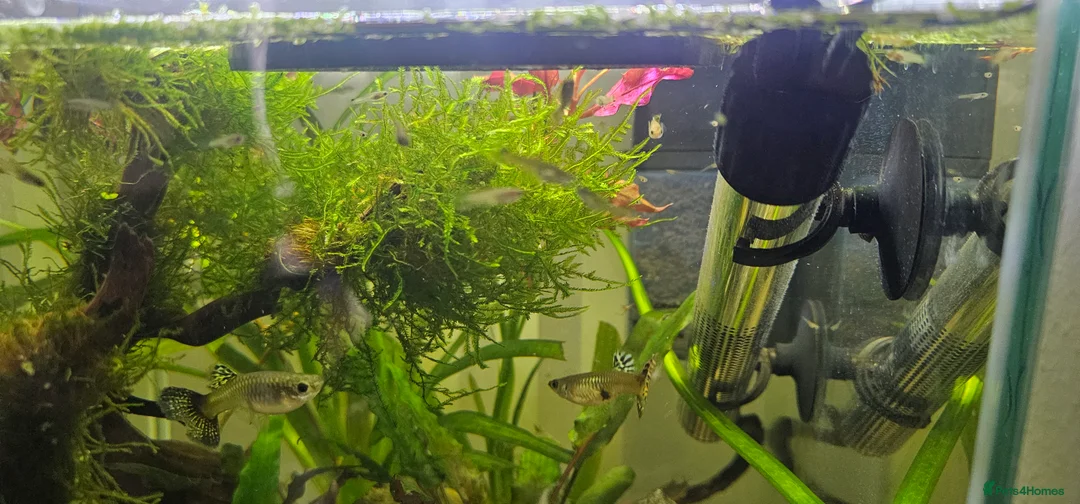 Other/Mixed Breed fish for sale: Guppy Fry/Babies For Sale 50p each - Advert 3