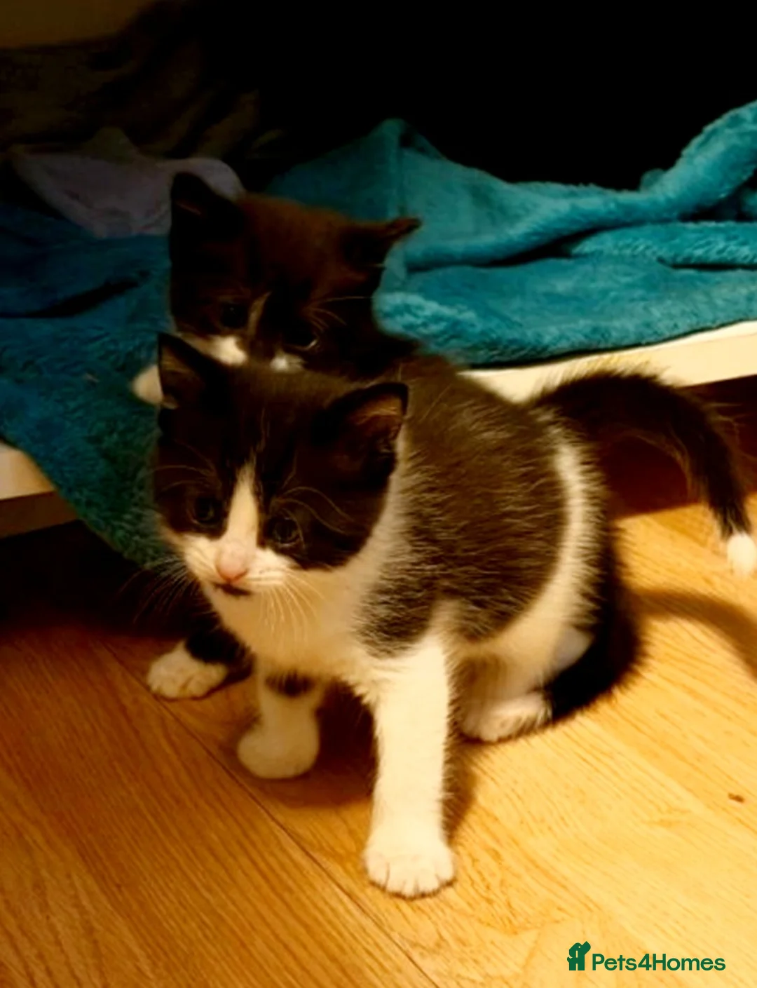 British Shorthair cats for sale: Kittens - Advert 4